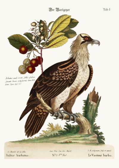 The Bearded Vulture by George Edwards
